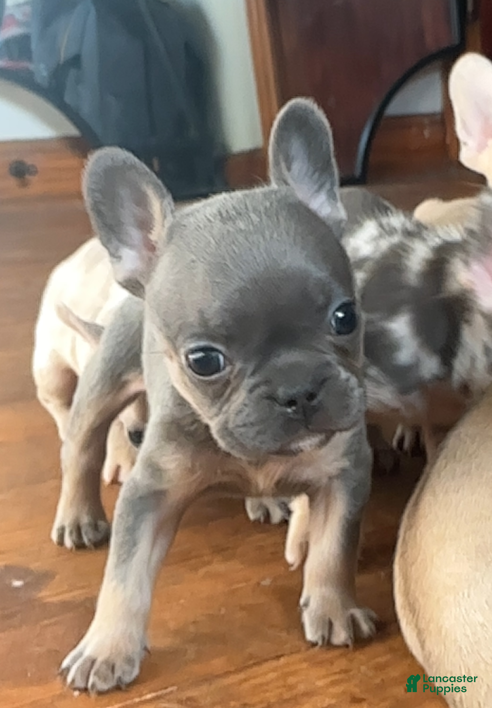 French Bulldog dogs Little blue girl - Ad 34