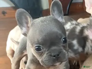 French Bulldog dogs Little blue girl - Ad 34