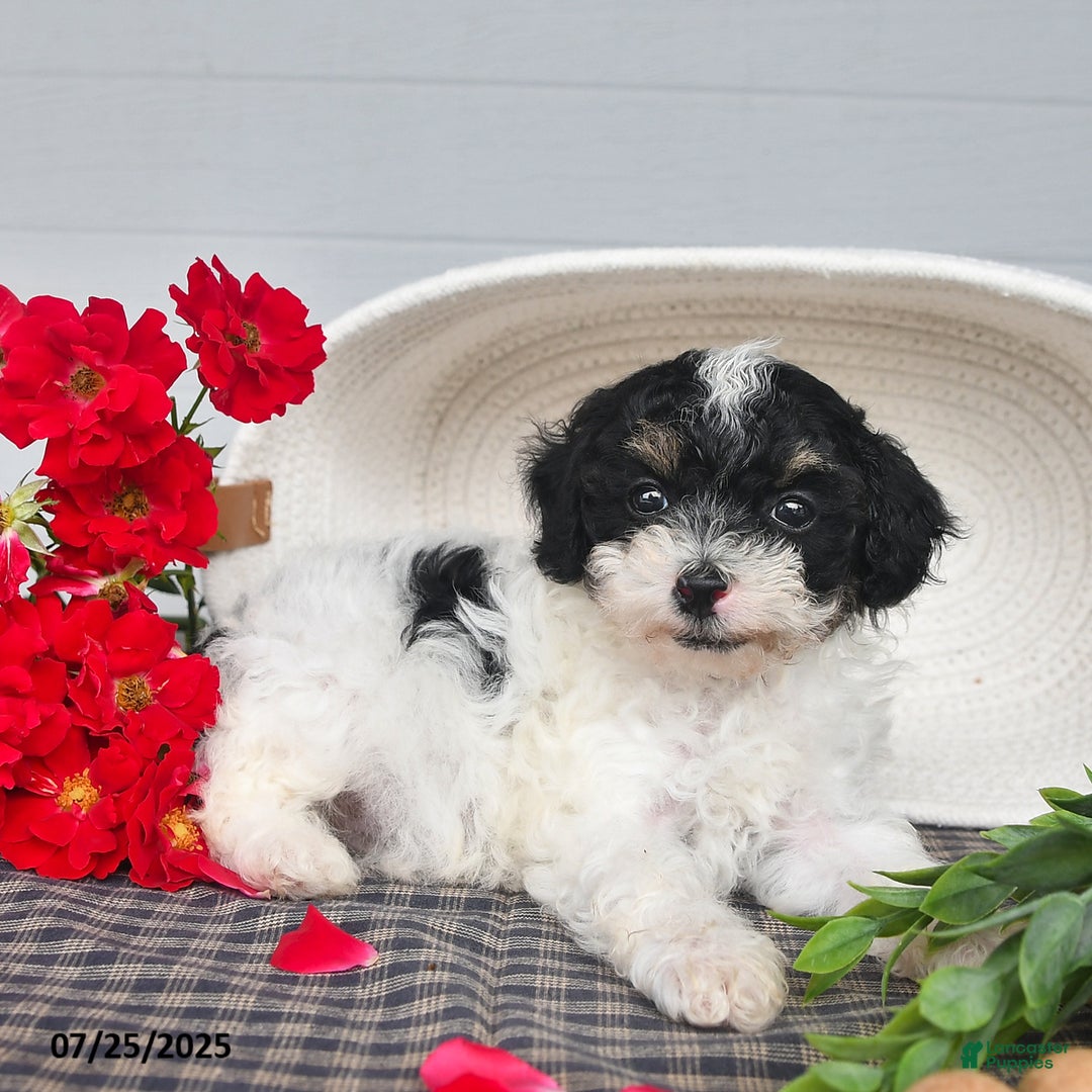 Lhasapoo dogs for sale: Oreo - Ad 9