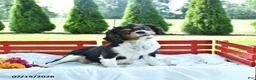 Cavapoo dogs for sale: Linford - Ad 6