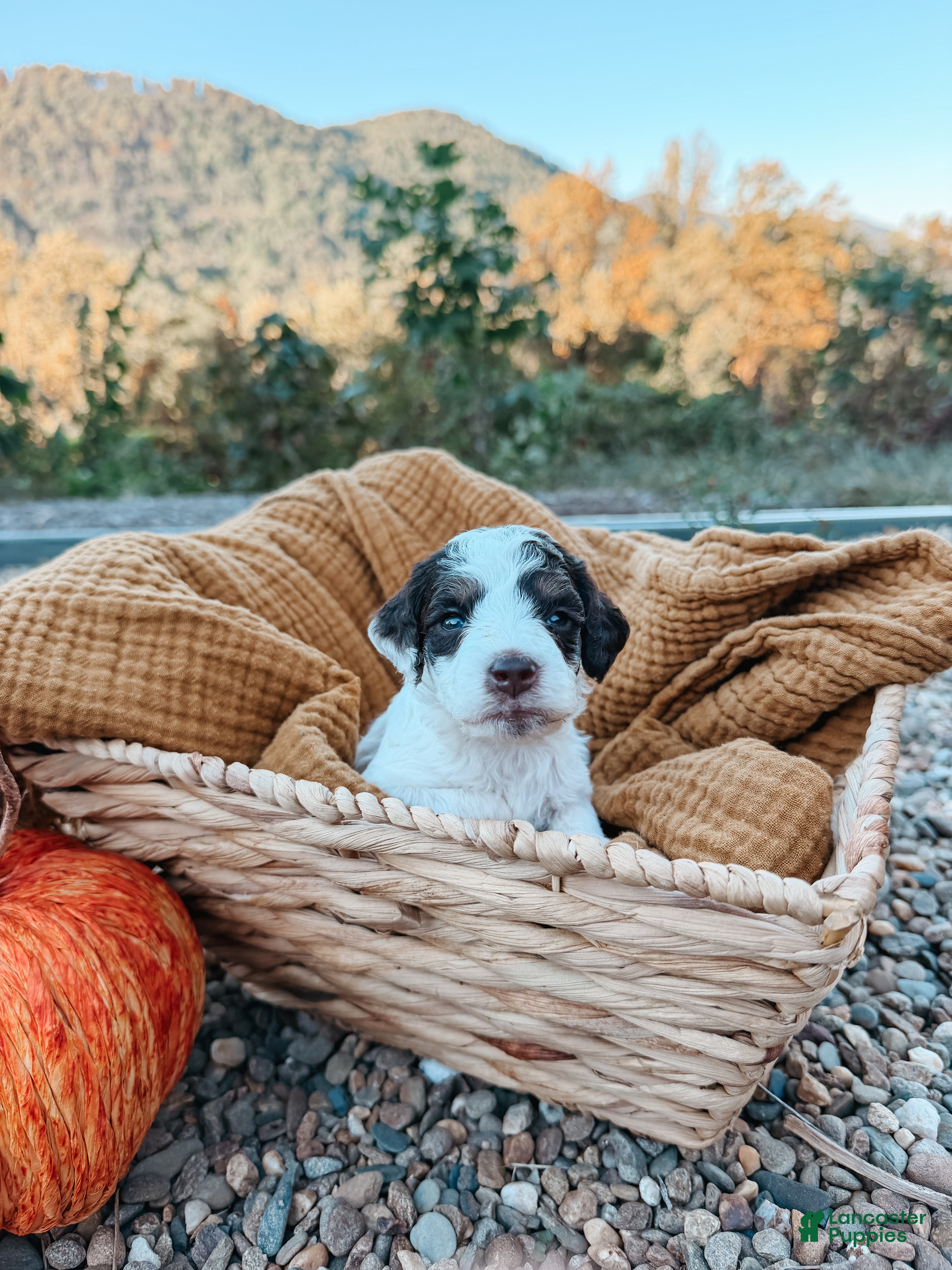 Mini Aussiedoodle dogs for sale: Autumn - Ad 1