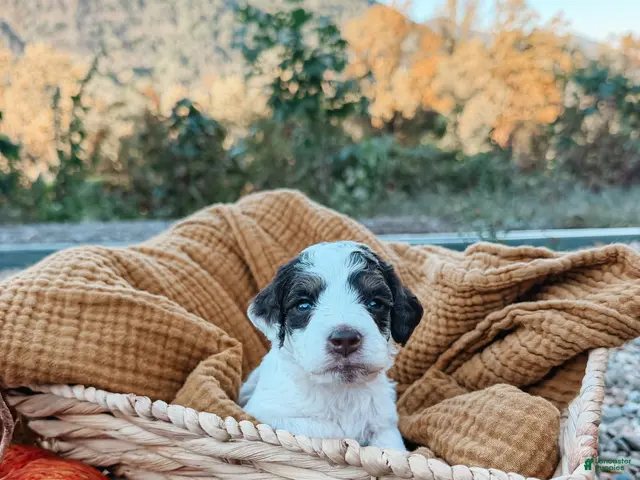 Mini Aussiedoodle dogs for sale: Autumn - Ad 1