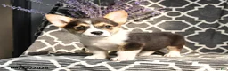 Welsh Corgi Pembroke dogs for sale: Champ  - Ad 4