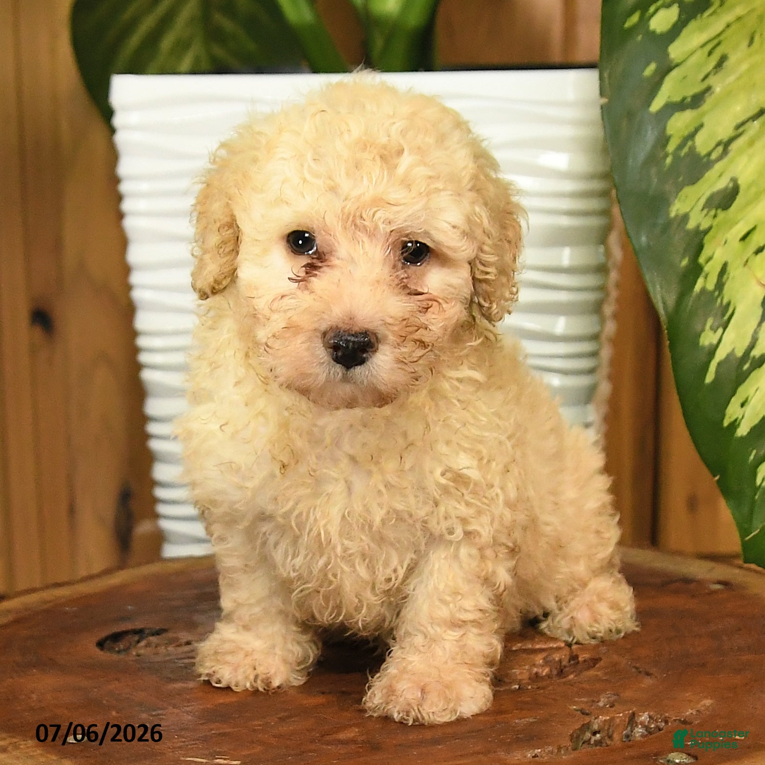 Miniature Poodle dogs Aden - Ad 2