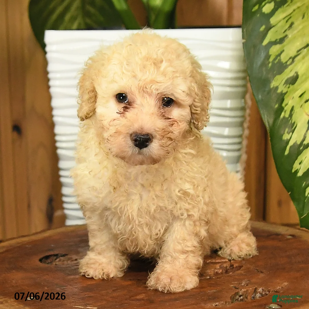 Miniature Poodle dogs for sale: Aden - Ad 2