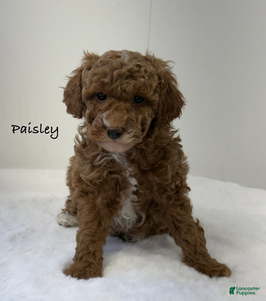 Mini Goldendoodle dogs for sale: Paisley  - Ad 2