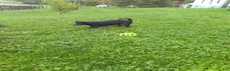 Labrador Retriever dogs for sale: Lily - Ad 2