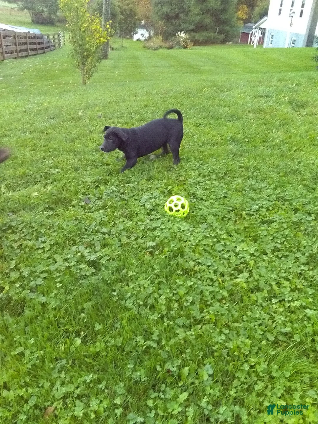 Labrador Retriever dogs for sale: Lily - Ad 2