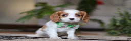 Cavalier King Charles Spaniel dogs for sale: Blaze - Ad 3