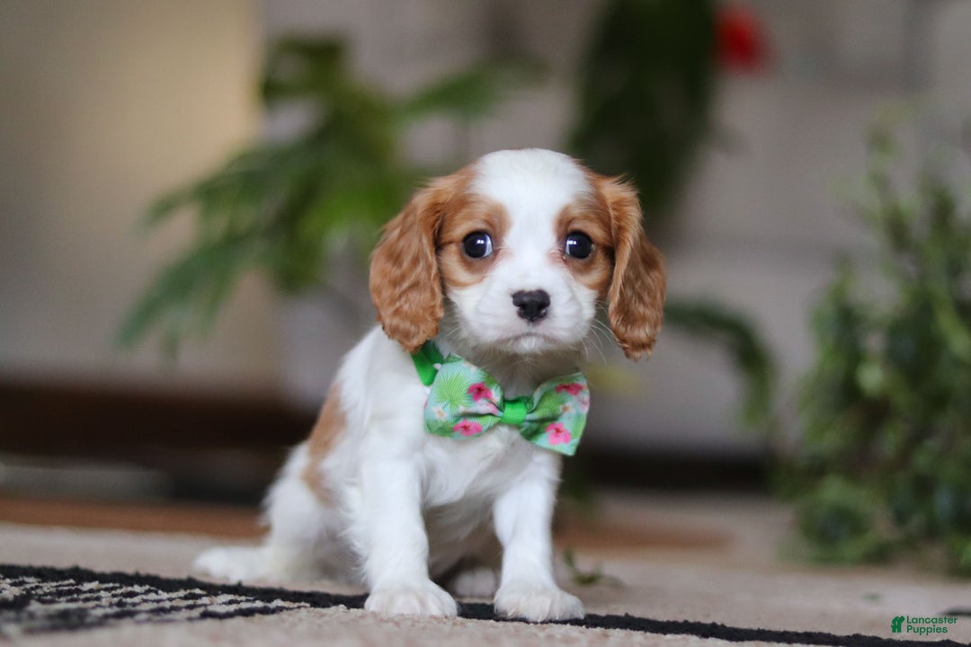 Cavalier King Charles Spaniel dogs for sale: Blaze - Ad 3