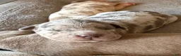 American Bully dogs for sale: Junior - Ad 13