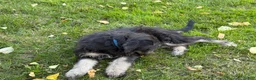 Labradoodle dogs for sale: OCEAN - Ad 11