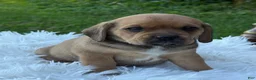 Puggle dogs for sale: Paisley  - Ad 6