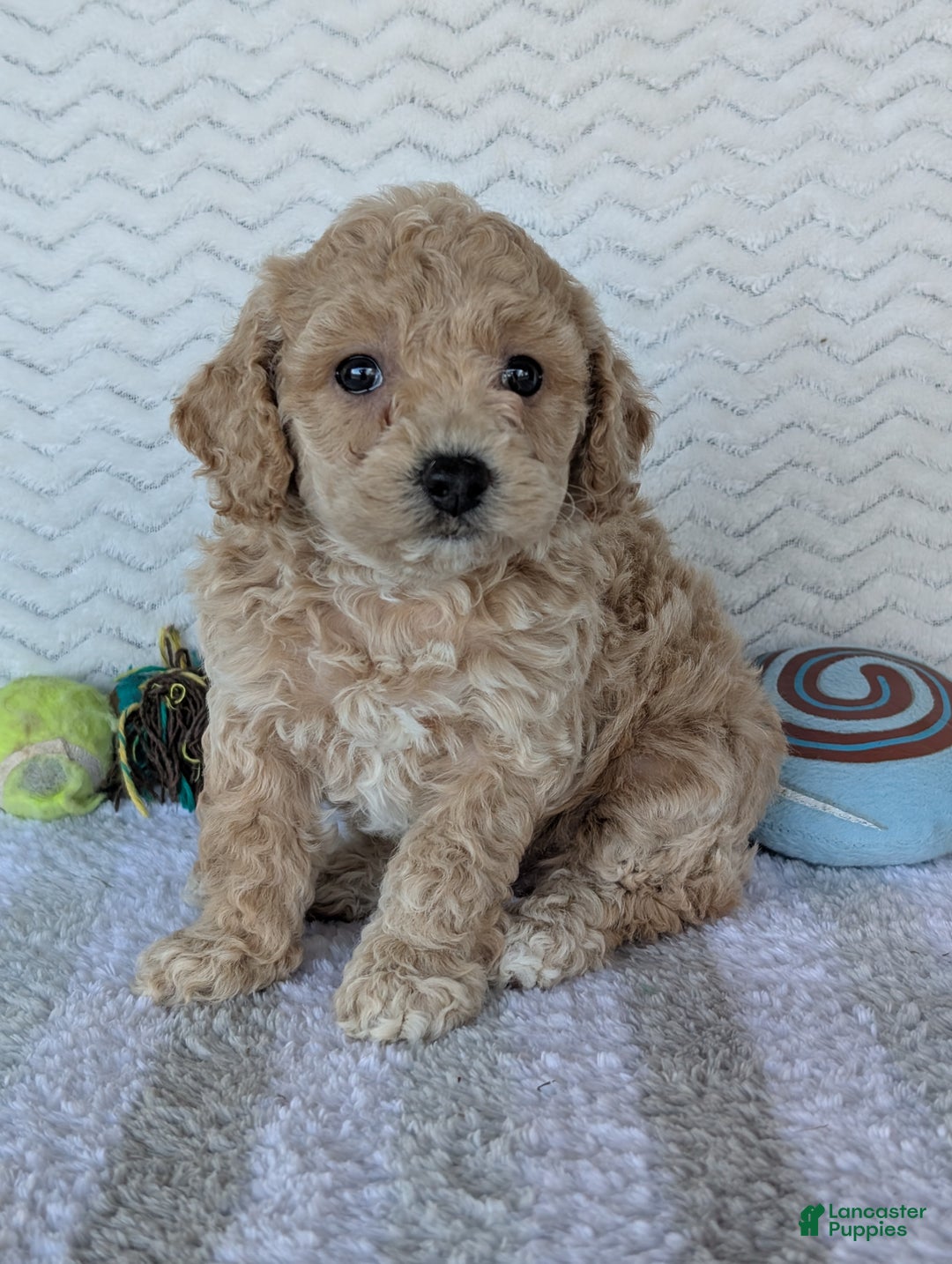 Bichpoo dogs for sale: Dasiy - Ad 11