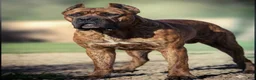 Cane Corso dogs for sale: Black Velvet Abyss Smokey Phantom - Ad 6