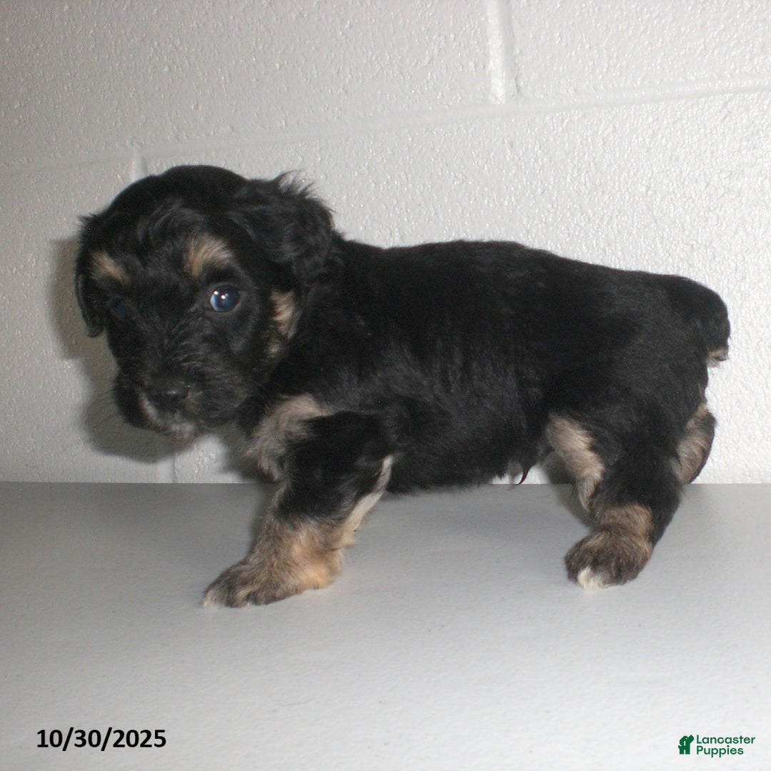 Yorkiepoo dogs for sale: Trent - Ad 24