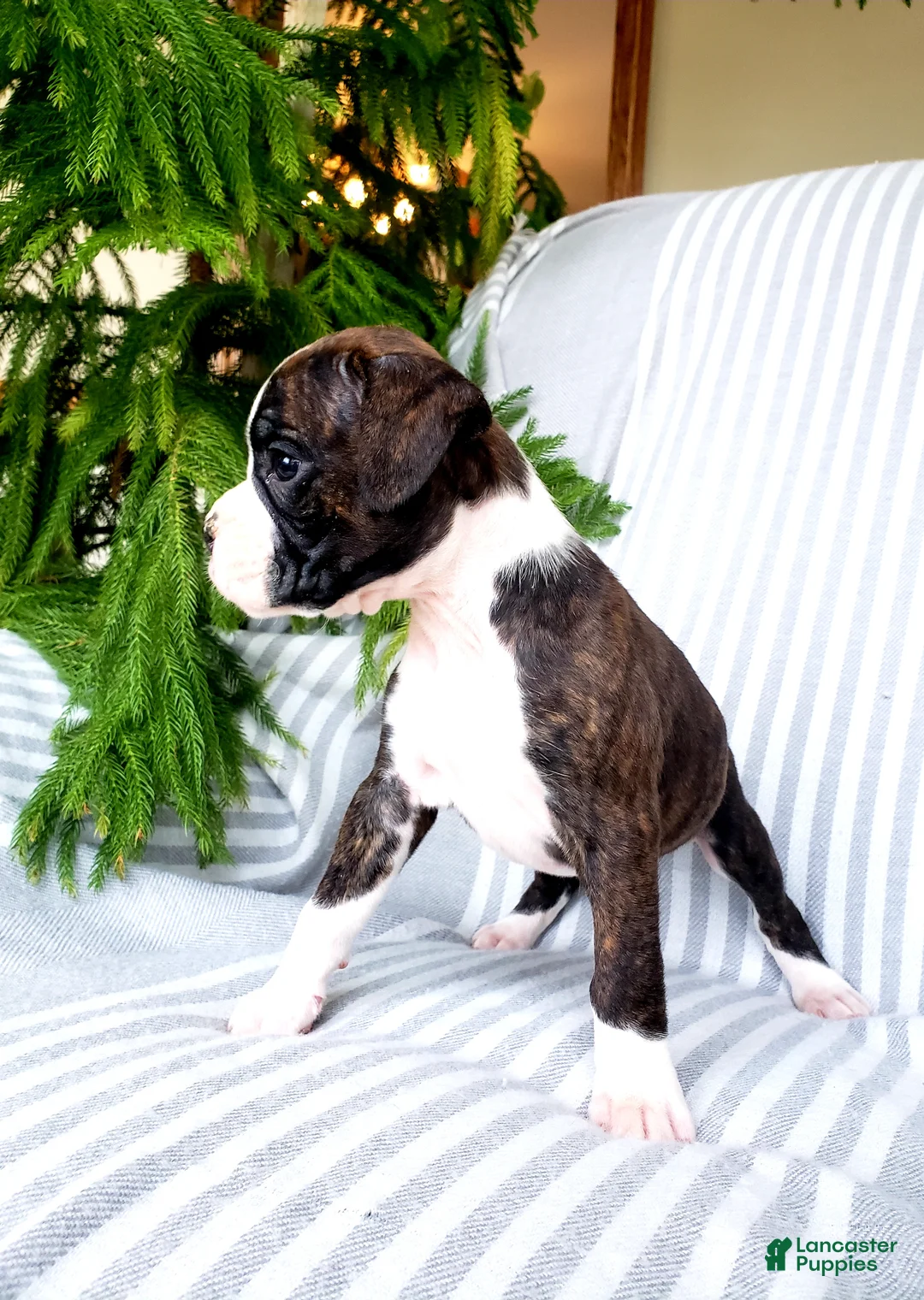 Boxer dogs for sale: Linzie - Ad 2