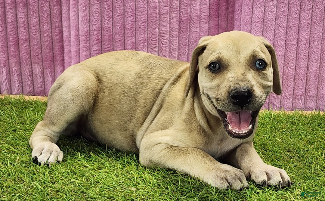 Catahoula Leopard Dog dogs for sale: Duchess 2025 Female 2 - Ad 3