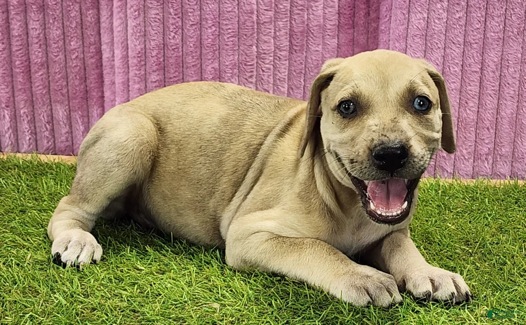 Catahoula Leopard Dog dogs for sale: Duchess 2025 Female 2 - Ad 3