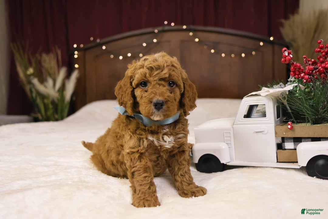 Goldendoodle dogs for sale: Sam - Ad 7