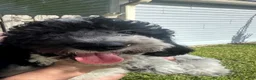 Miniature Poodle dogs for sale: Little Debbie - Ad 7