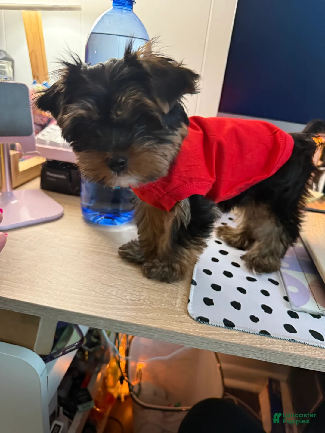 Yorkshire Terrier dogs for sale: Yorkshire Terrier 1 - Ad 2