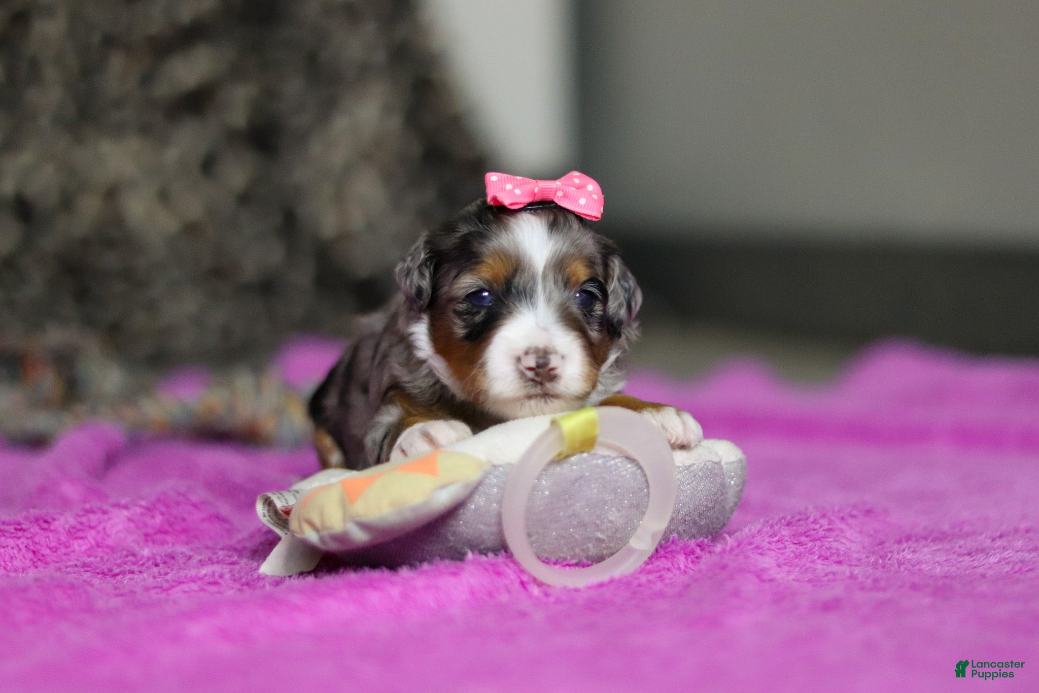 Mini Bernedoodle dogs Dahlia — Female — $2499 - Ad 17