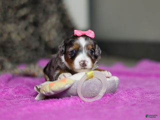 Mini Bernedoodle dogs Dahlia — Female — $2499 - Ad 35