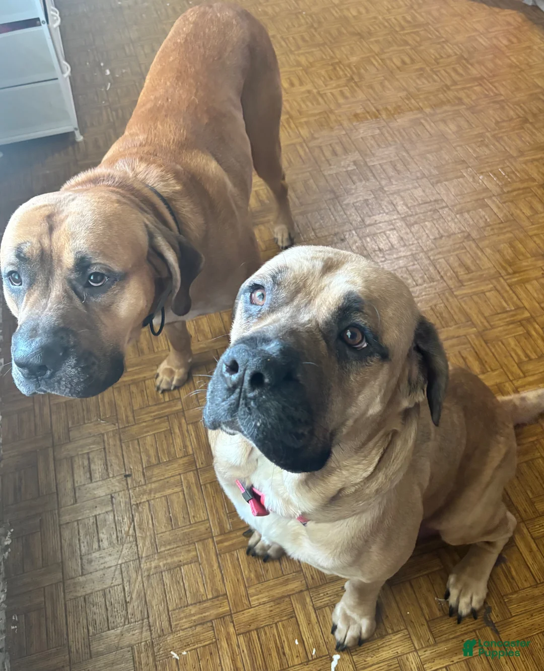 English Mastiff dogs for sale: Purple - Ad 2