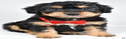 Mixed Breed dogs for sale: Teagan - Ad 10