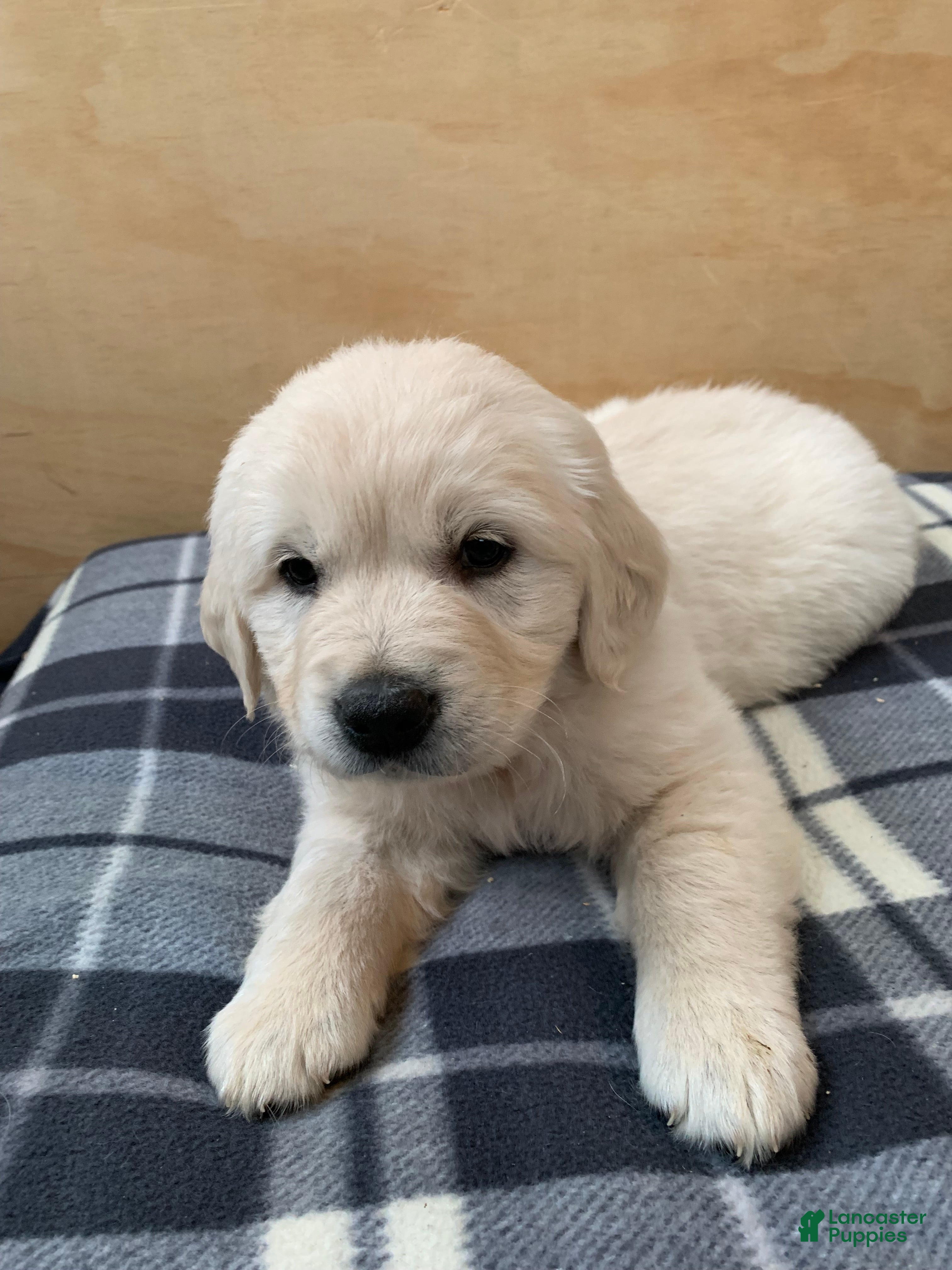 Golden Retriever dogs Violet - Ad 1