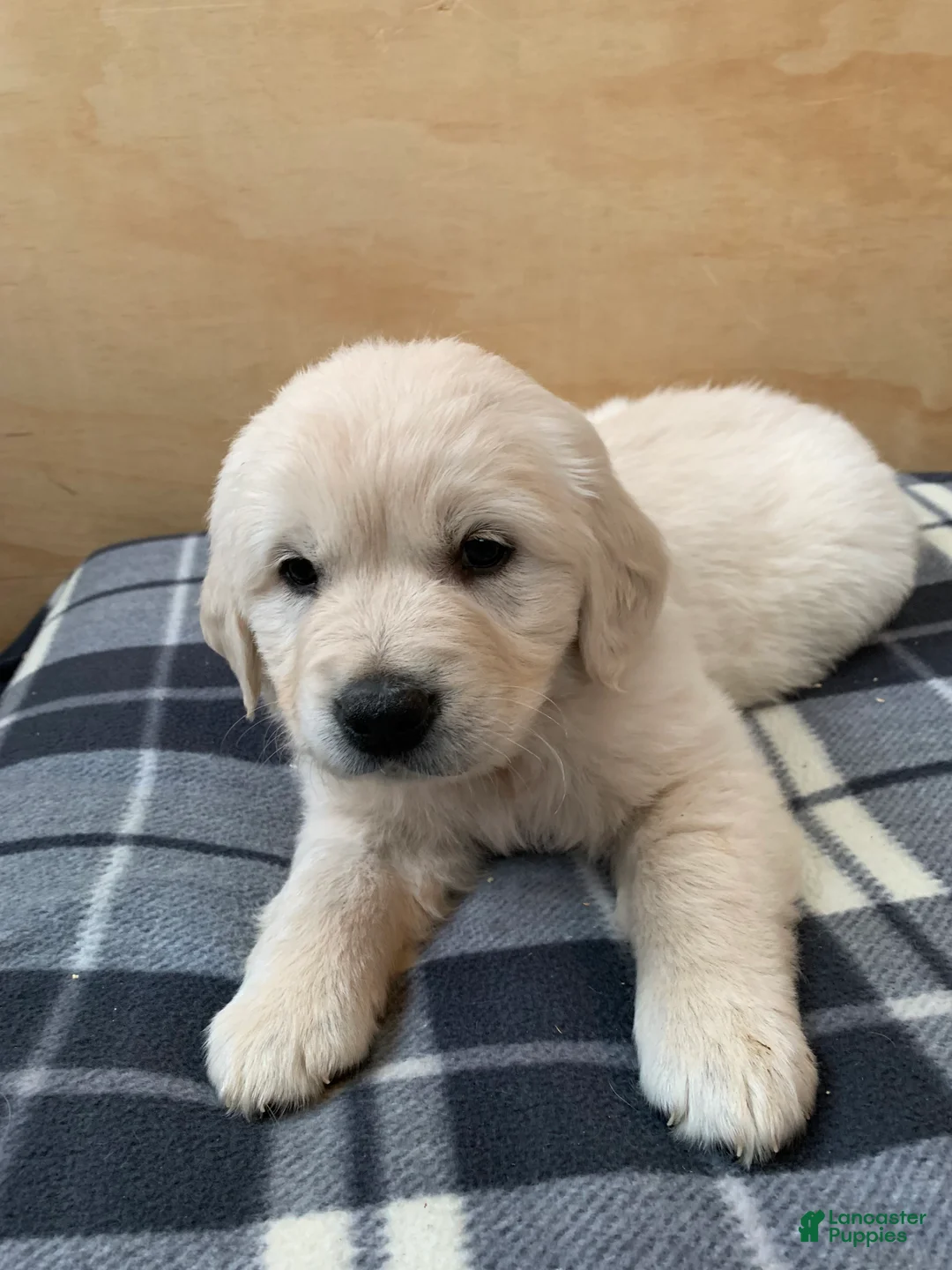 Golden Retriever dogs for sale: Violet - Ad 1