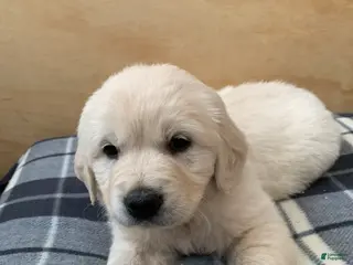 Golden Retriever dogs for sale: Violet - Ad 2