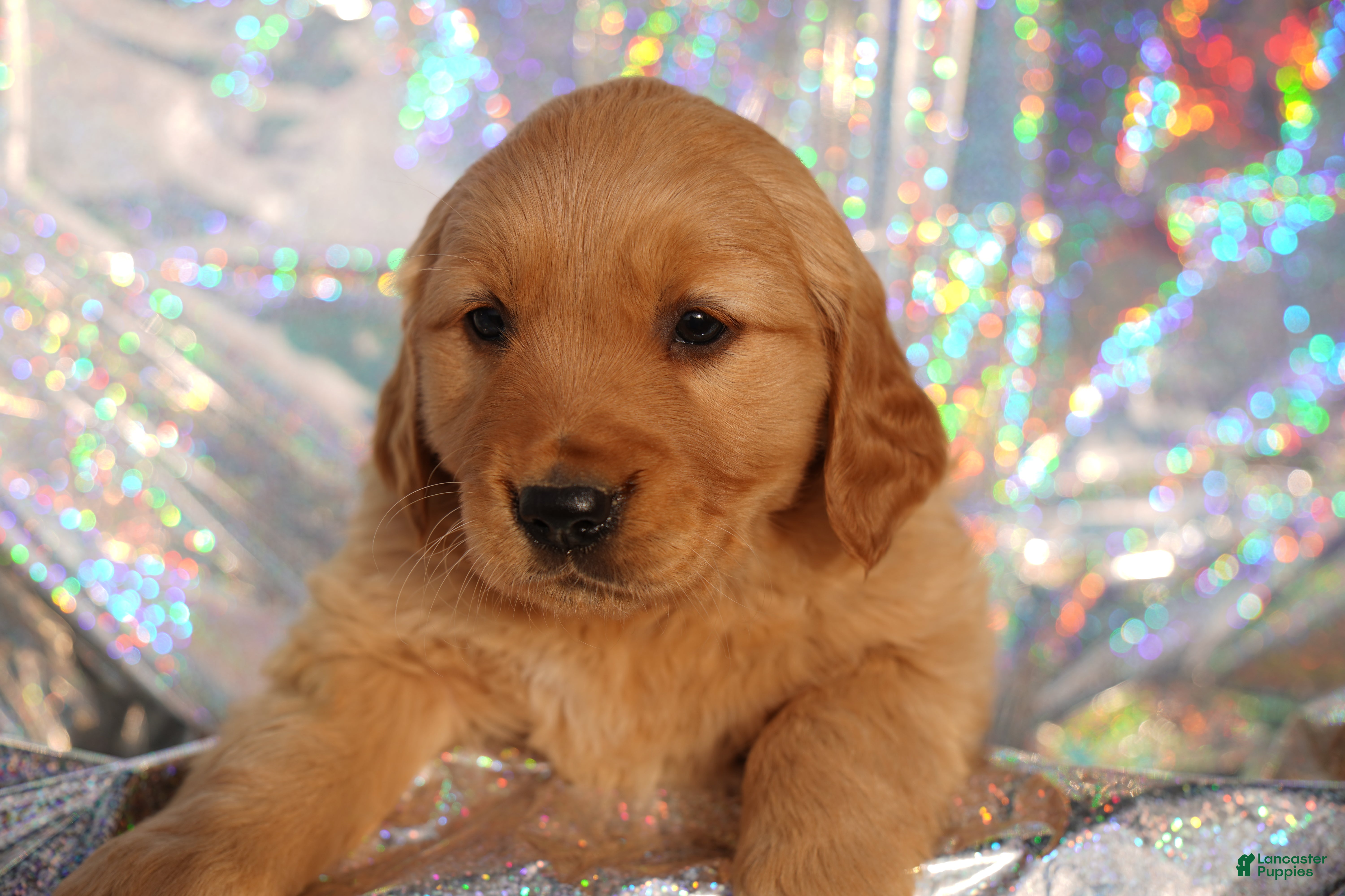 Golden Retriever dogs Ali - AKC, Genetically Clear - Ad 10