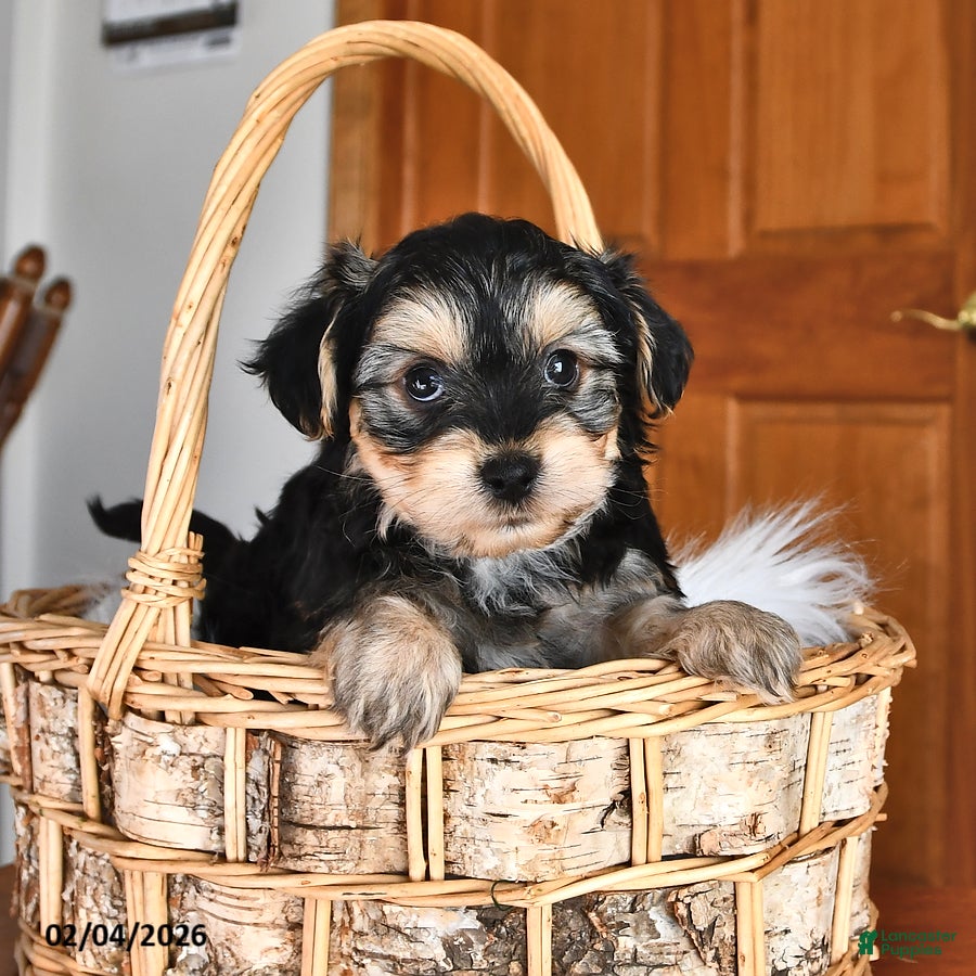 Morkie dogs Buddy - Ad 2