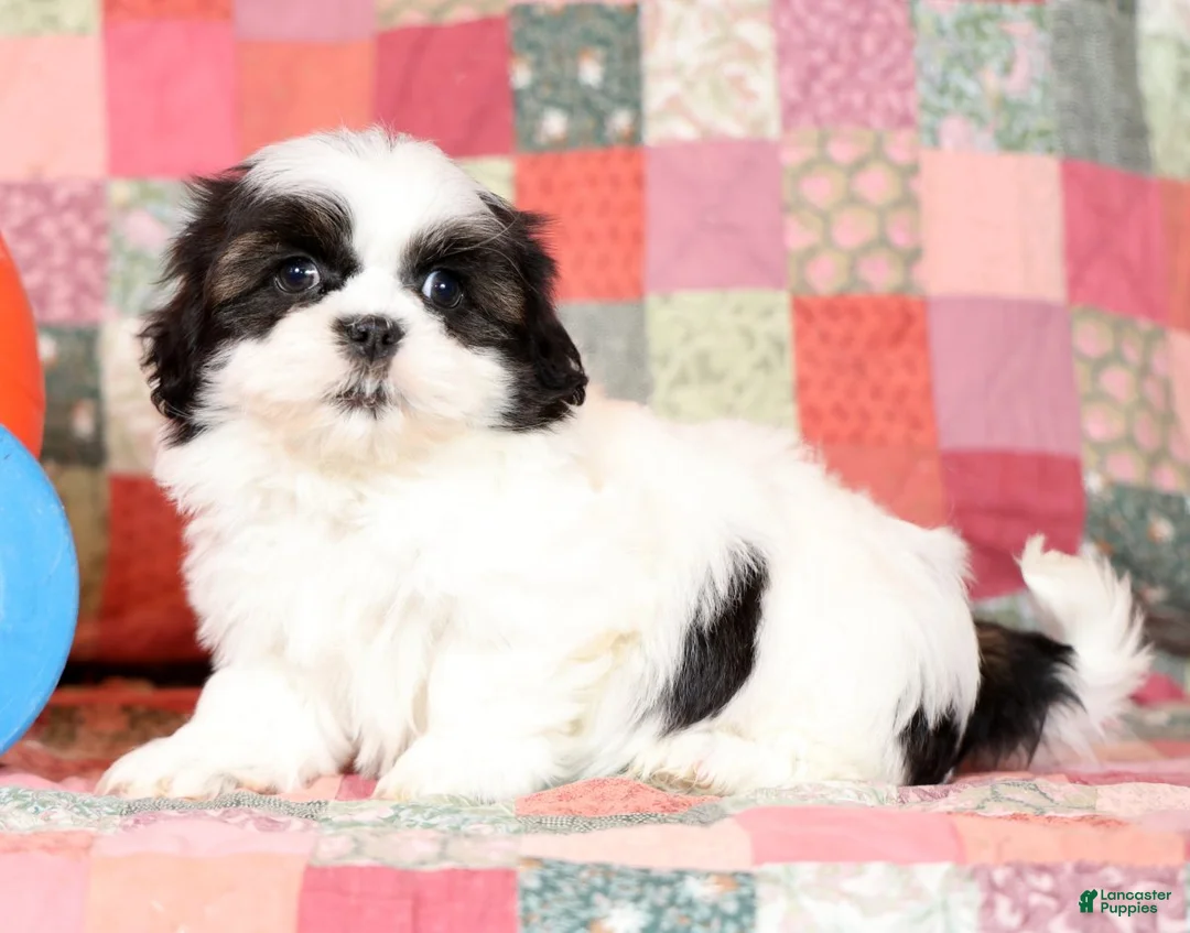 Mixed Breed dogs for sale: Cordell - Ad 2