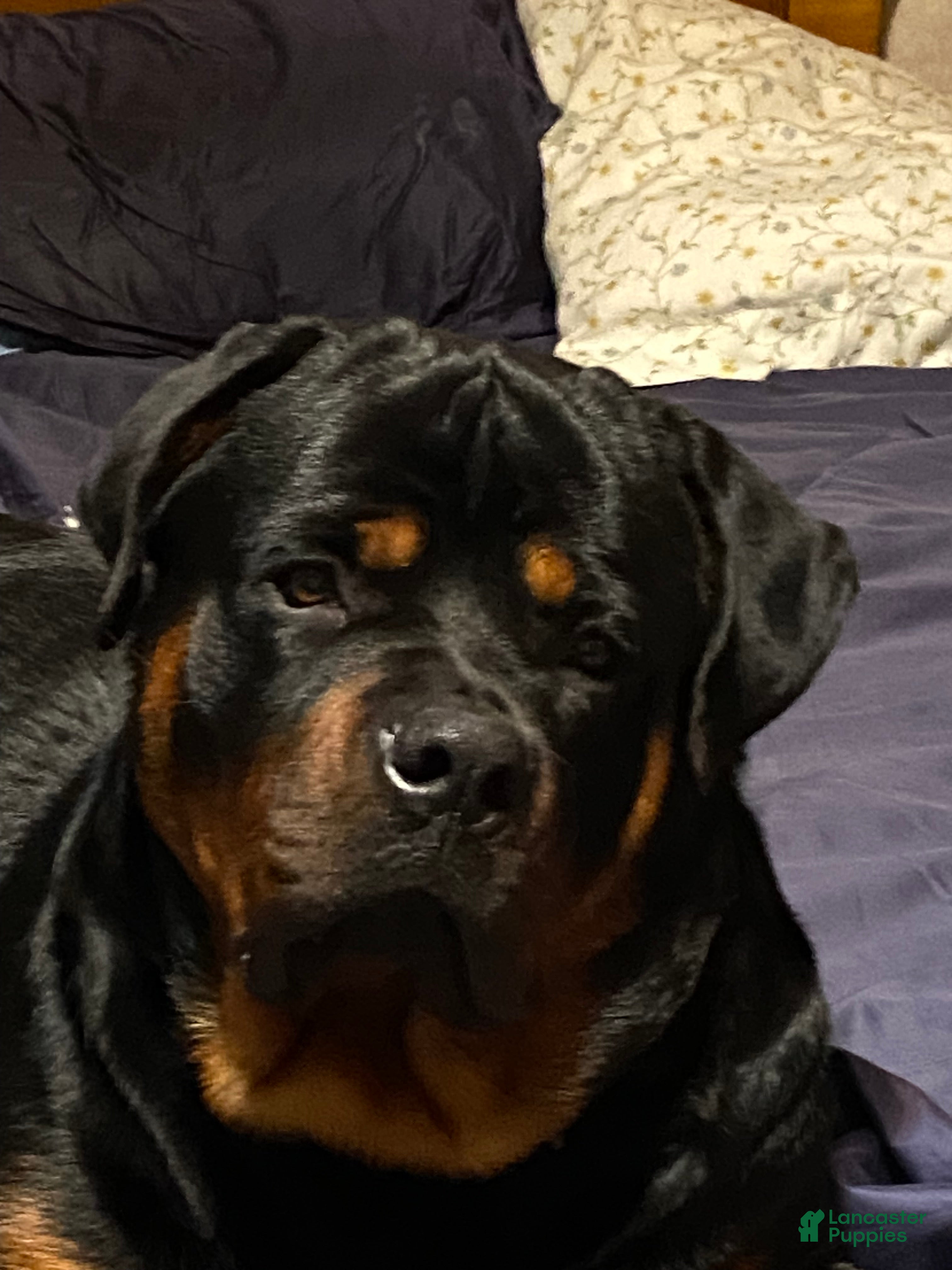 Rottweiler dogs German Rottweiler  - Ad 1