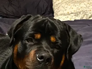 Rottweiler dogs German Rottweiler - Ad 1