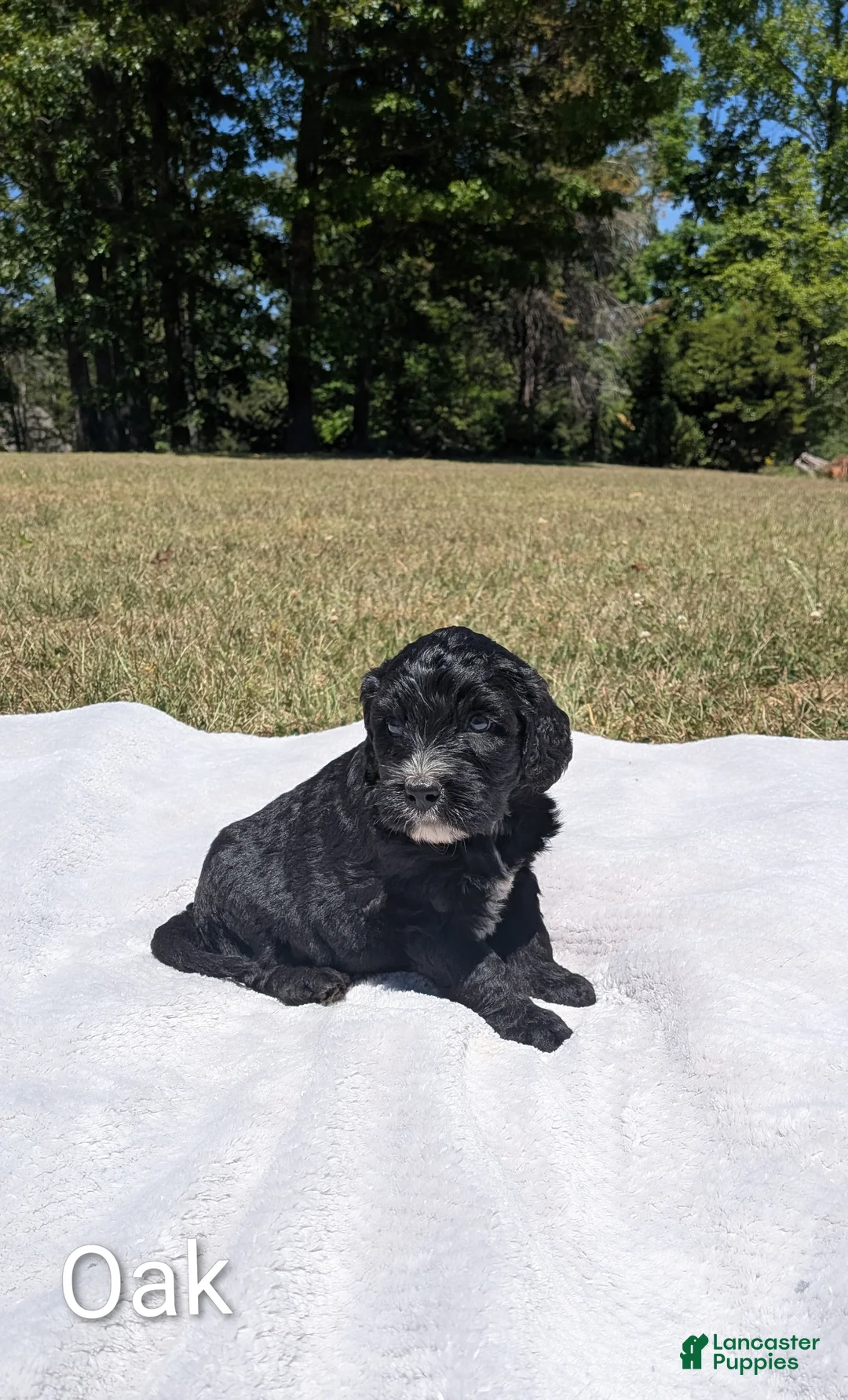 Mixed Breed dogs for sale: Oak - Ad 1