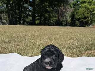 Mixed Breed dogs for sale: Oak - Ad 2