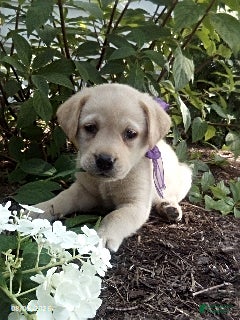 Labrador Retriever dogs Tiffany - Ad 37