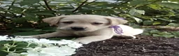 Labrador Retriever dogs for sale: Tiffany - Ad 1