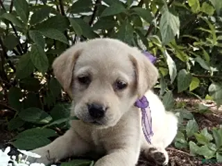 Labrador Retriever dogs Tiffany - Ad 37