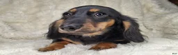 Miniature Dachshund dogs for sale: Black & Cream Longhair Male - Ad 3