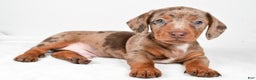 Miniature Dachshund dogs for sale: Finley - Ad 1