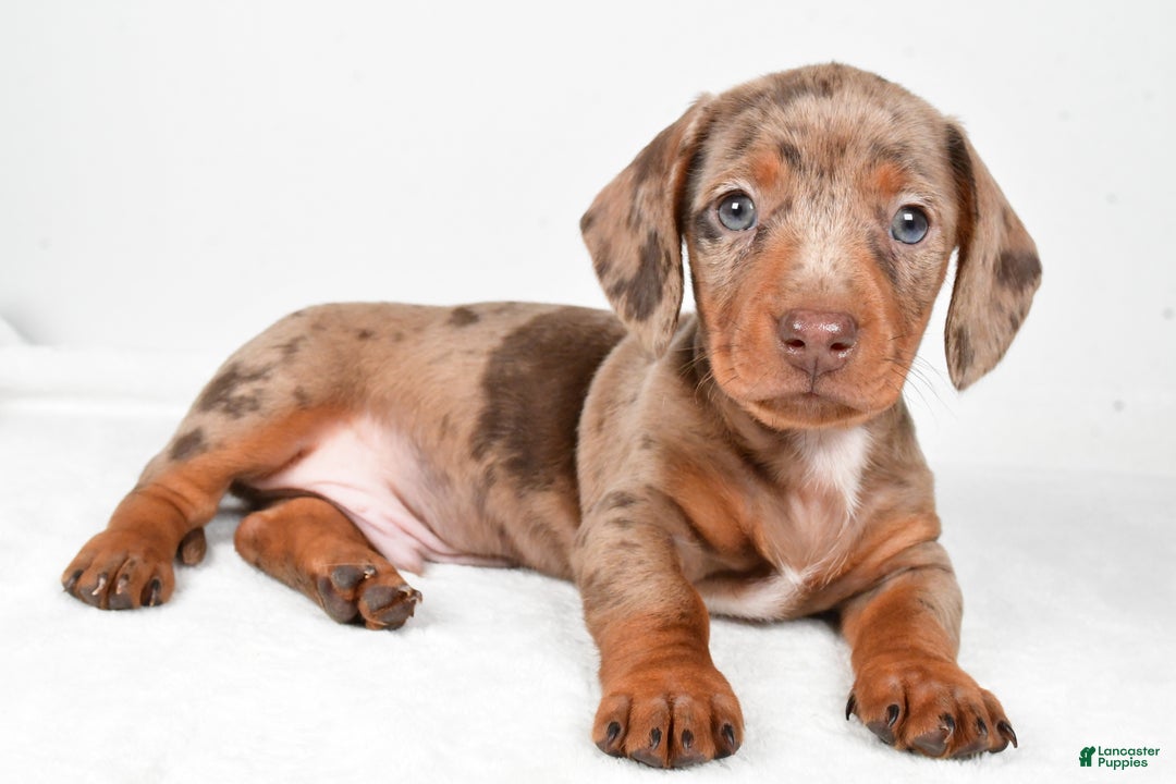 Miniature Dachshund dogs for sale: Finley - Ad 1