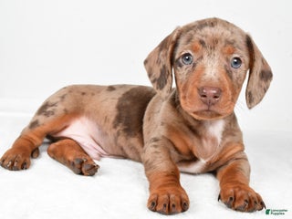 Miniature Dachshund dogs Finley - Ad 28