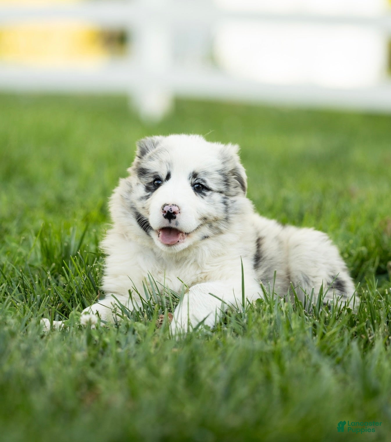 Mixed Breed dogs for sale: Marshmallow - Ad 1
