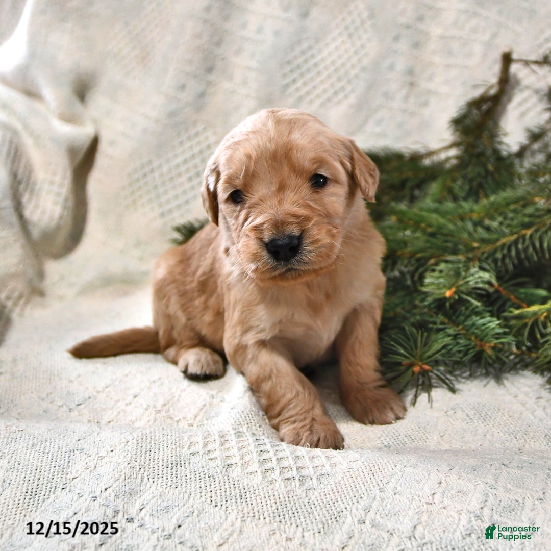 Goldendoodle dogs for sale: Barney - Ad 2