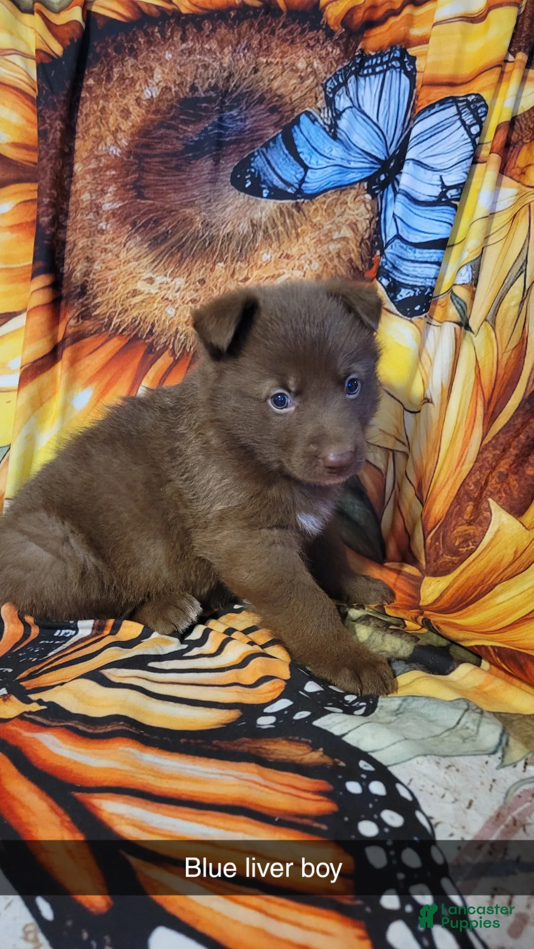 German Shepherd dogs for sale: Blue Liver Male  - Ad 2